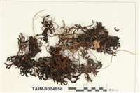 藏品(綿腹衣屬)的圖片